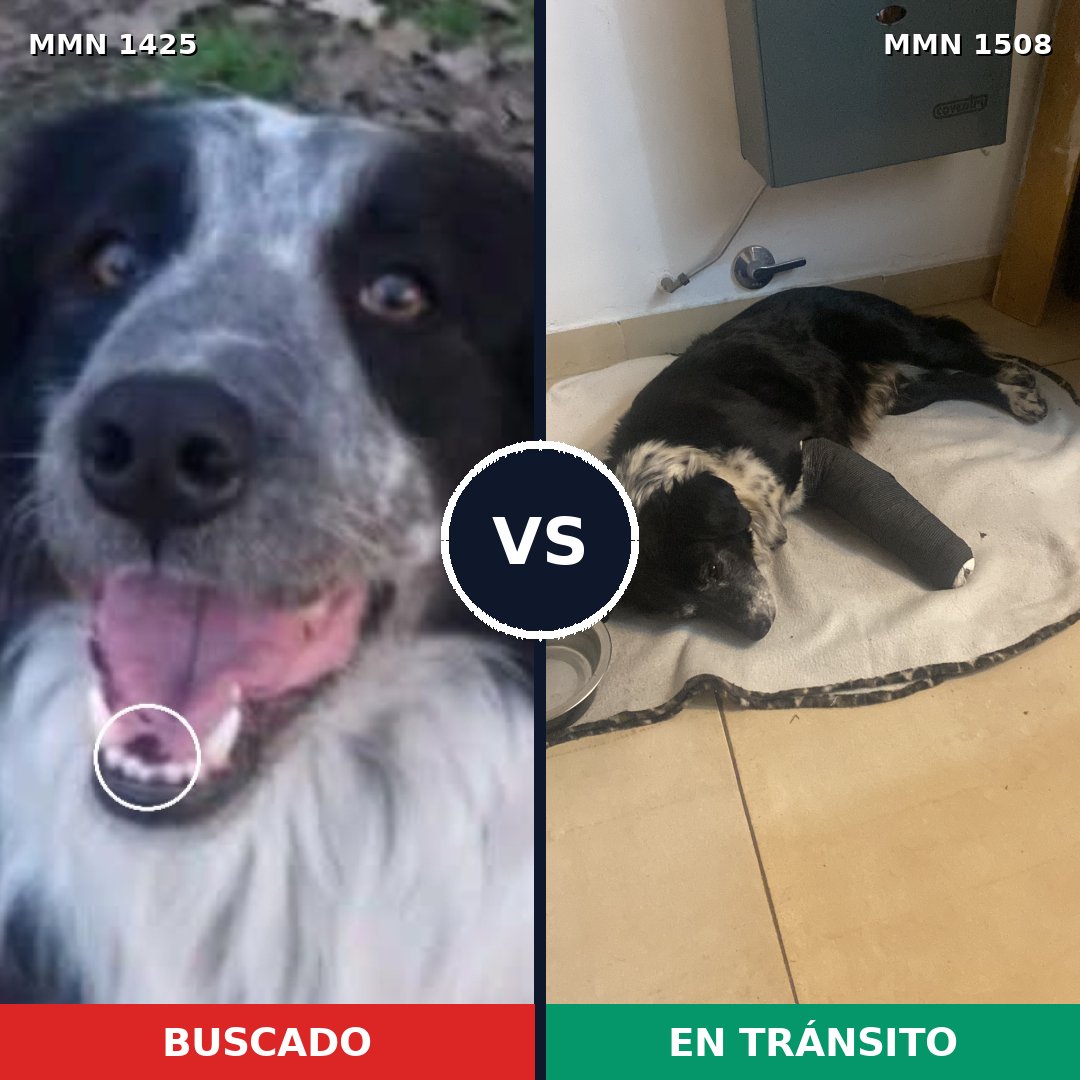 Comparativa MMS 27543: mascota perdida y mascota encontrada, 60% de similitud