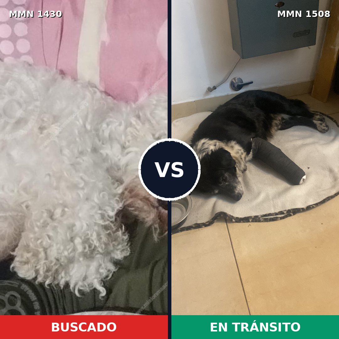 Comparativa MMS 27544: mascota perdida y mascota encontrada, 48% de similitud