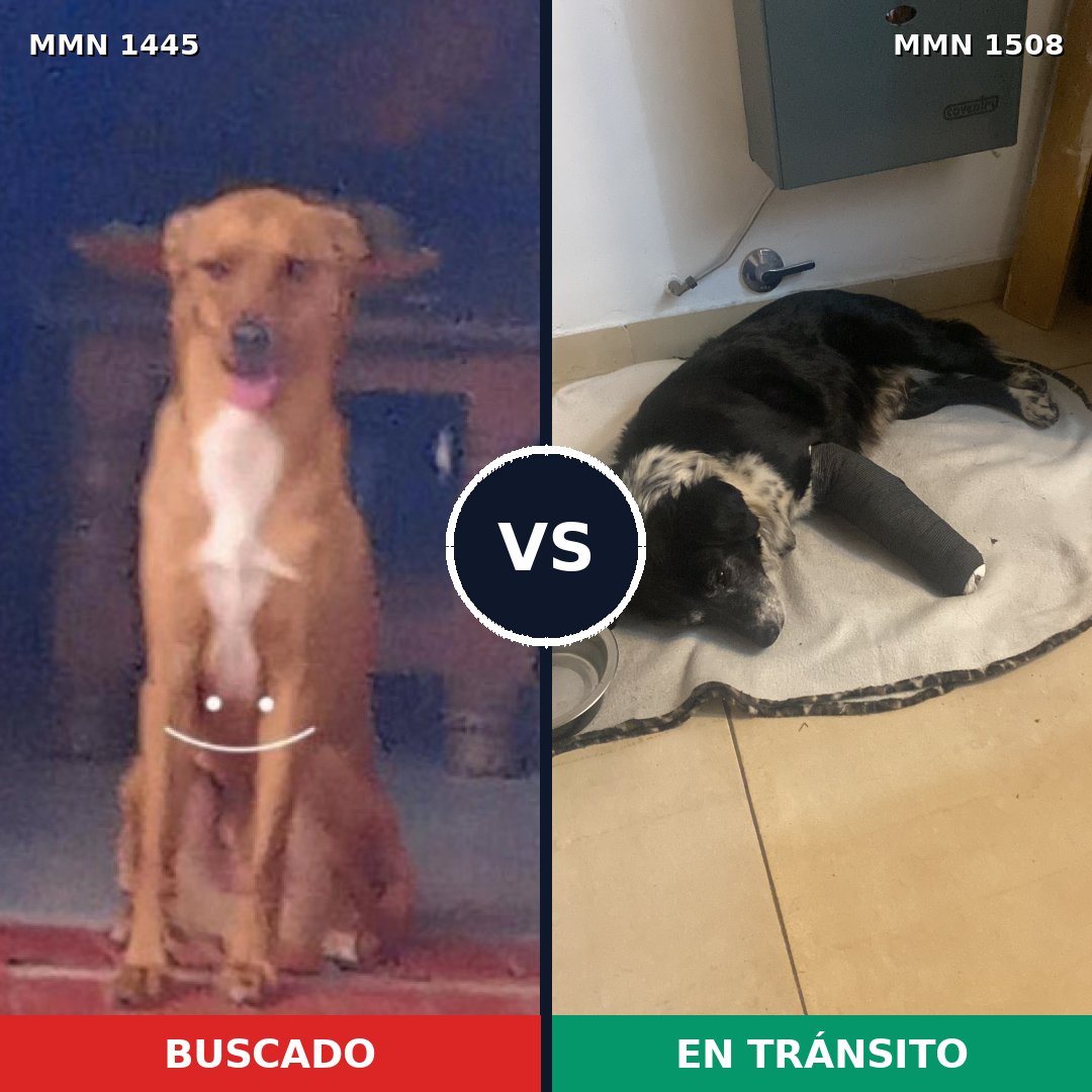 Comparativa MMS 27546: mascota perdida y mascota encontrada, 76% de similitud