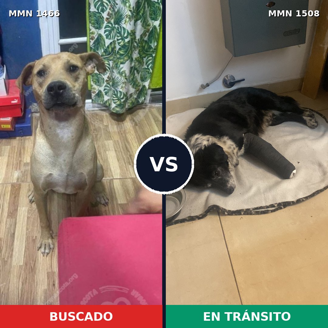 Comparativa MMS 27548: mascota perdida y mascota encontrada, 81% de similitud