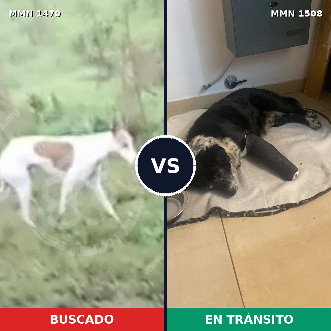 Comparativa MMS 27549: mascota perdida y mascota encontrada, 53% de similitud