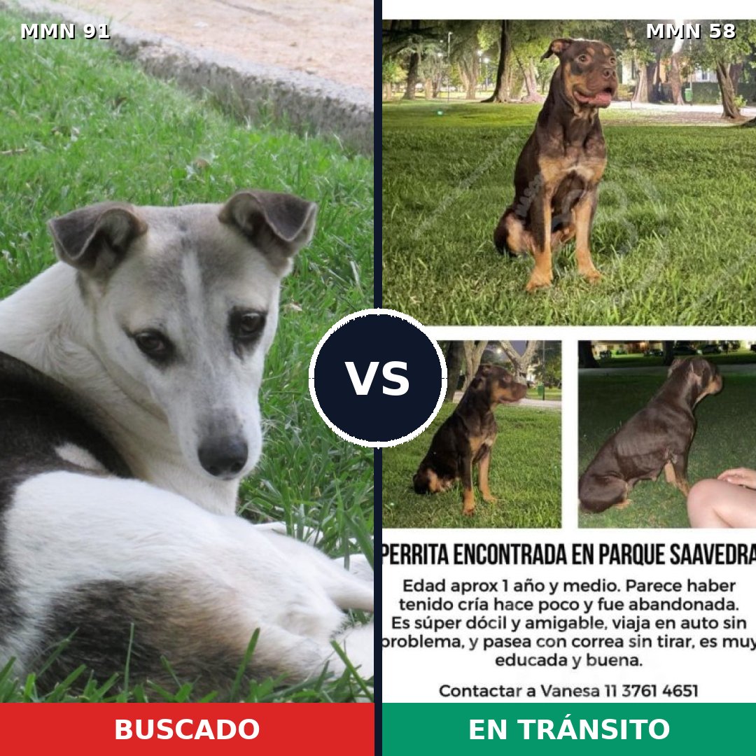 Comparativa MMS 2755: mascota perdida y mascota encontrada, 63% de similitud