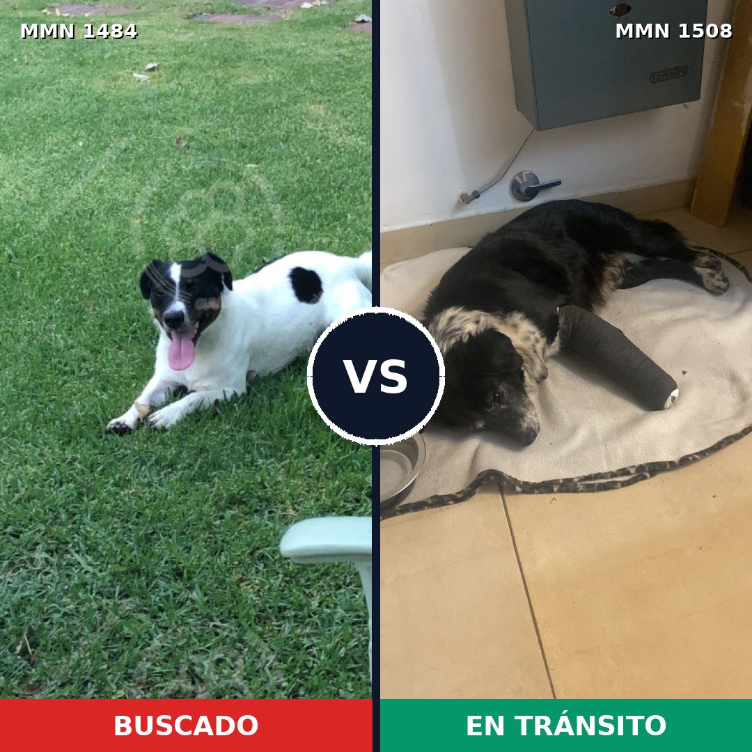 Comparativa MMS 27551: mascota perdida y mascota encontrada, 52% de similitud