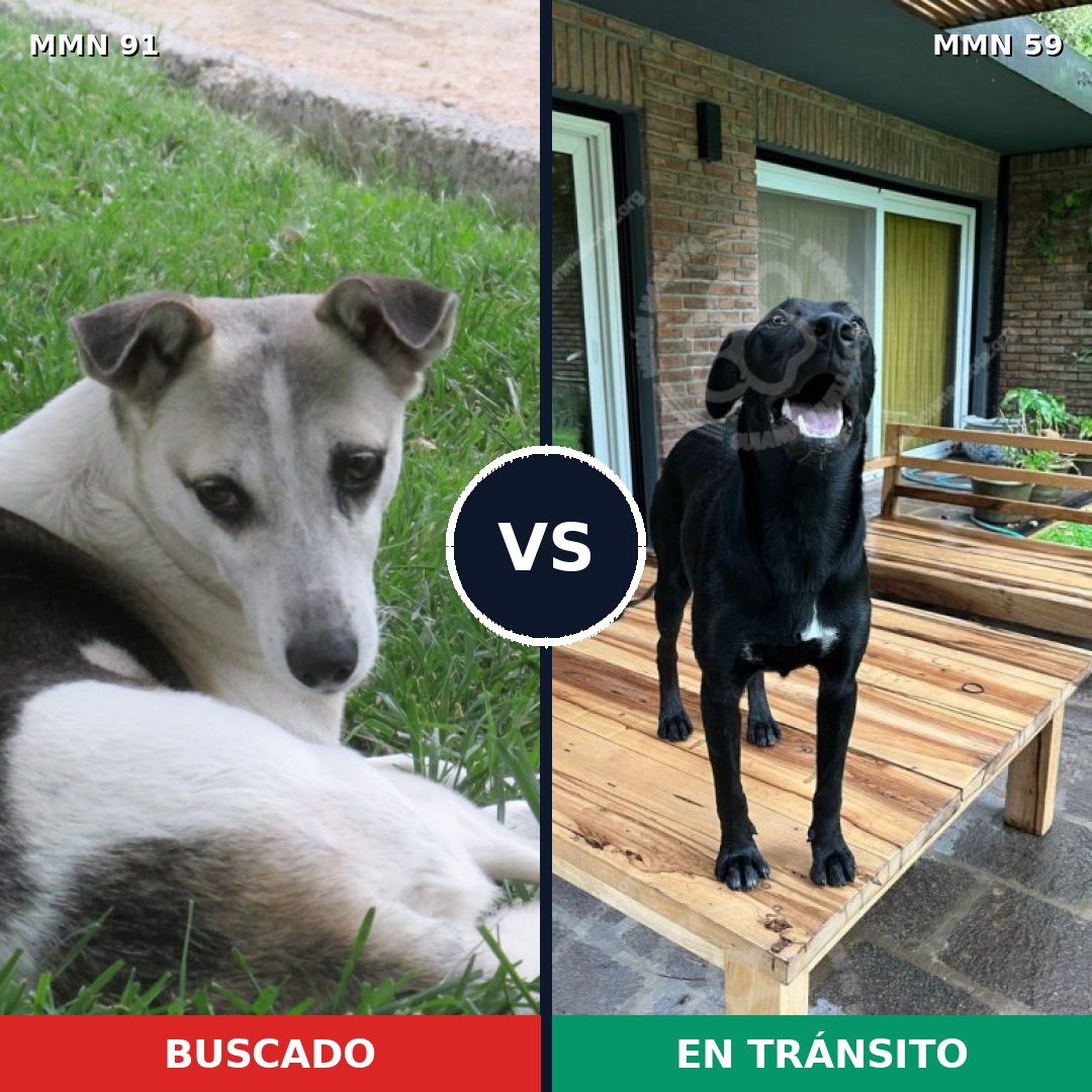 Comparativa MMS 2756: mascota perdida y mascota encontrada, 64% de similitud