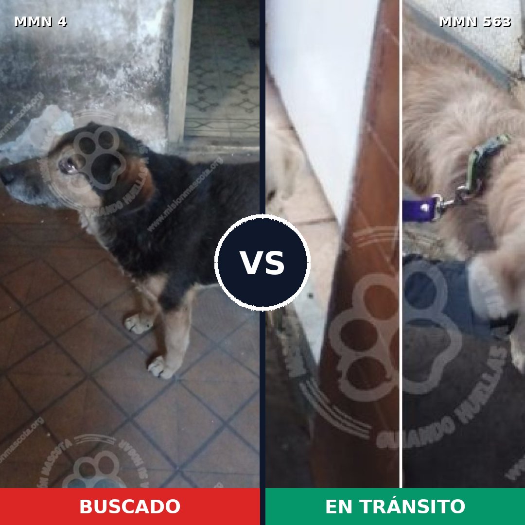 Comparativa MMS 276: mascota perdida y mascota encontrada, 49% de similitud