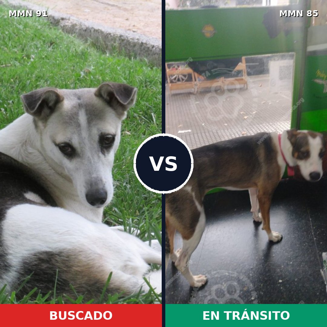Comparativa MMS 2760: mascota perdida y mascota encontrada, 56% de similitud