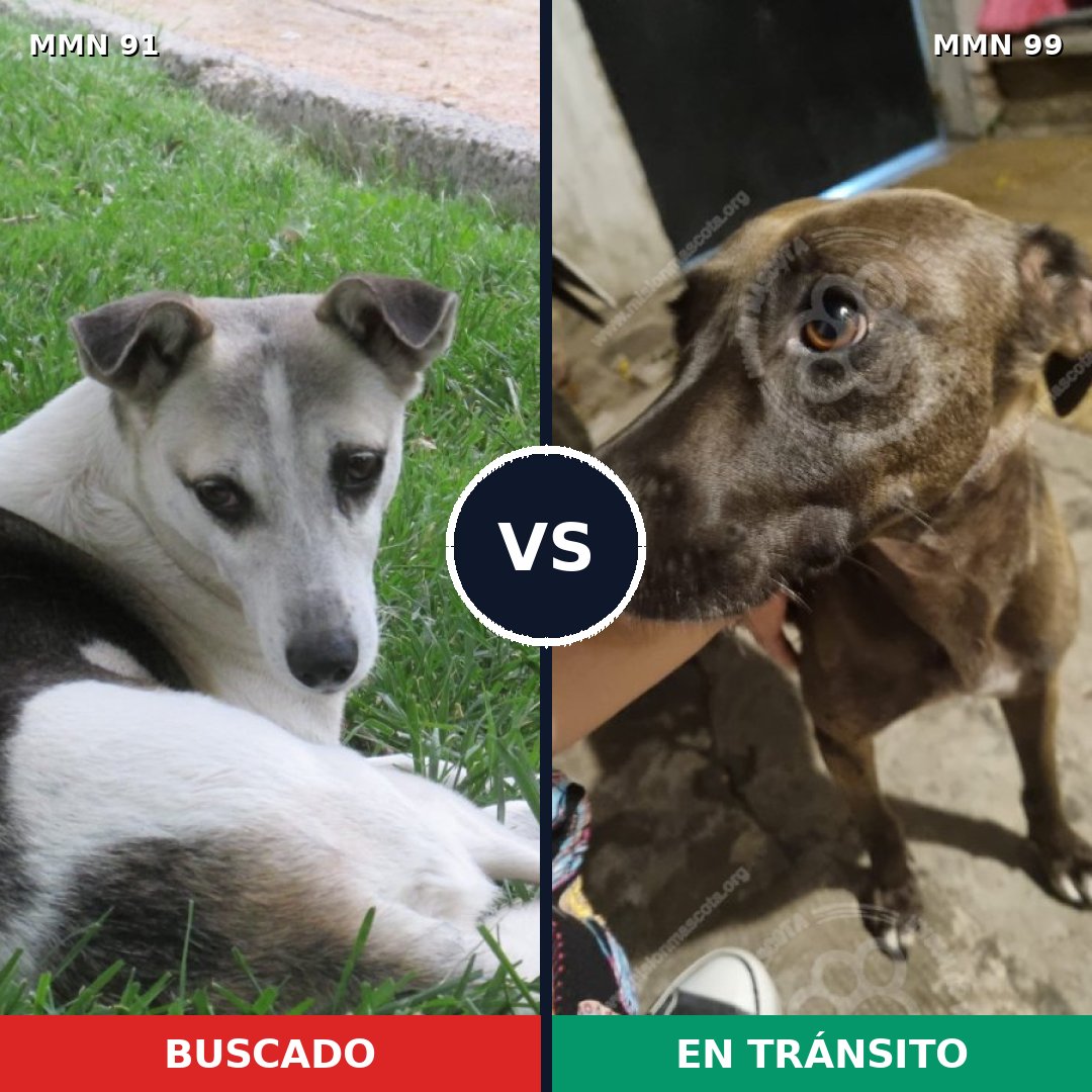 Comparativa MMS 2761: mascota perdida y mascota encontrada, 56% de similitud