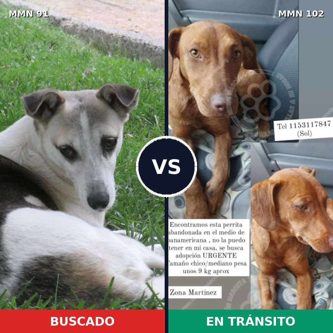 Comparativa MMS 2762: mascota perdida y mascota encontrada, 61% de similitud