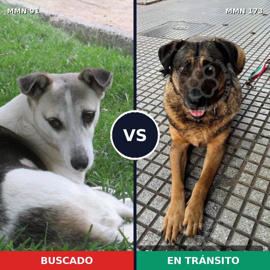 Comparativa MMS 2766: mascota perdida y mascota encontrada, 60% de similitud