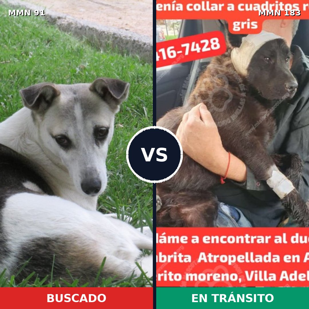 Comparativa MMS 2770: mascota perdida y mascota encontrada, 54% de similitud