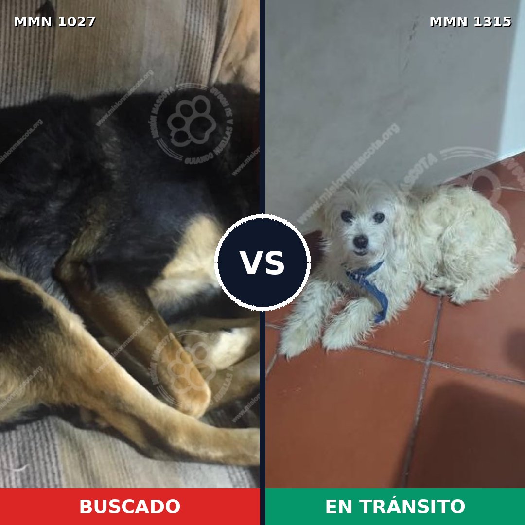 Comparativa MMS 27718: mascota perdida y mascota encontrada, 50% de similitud