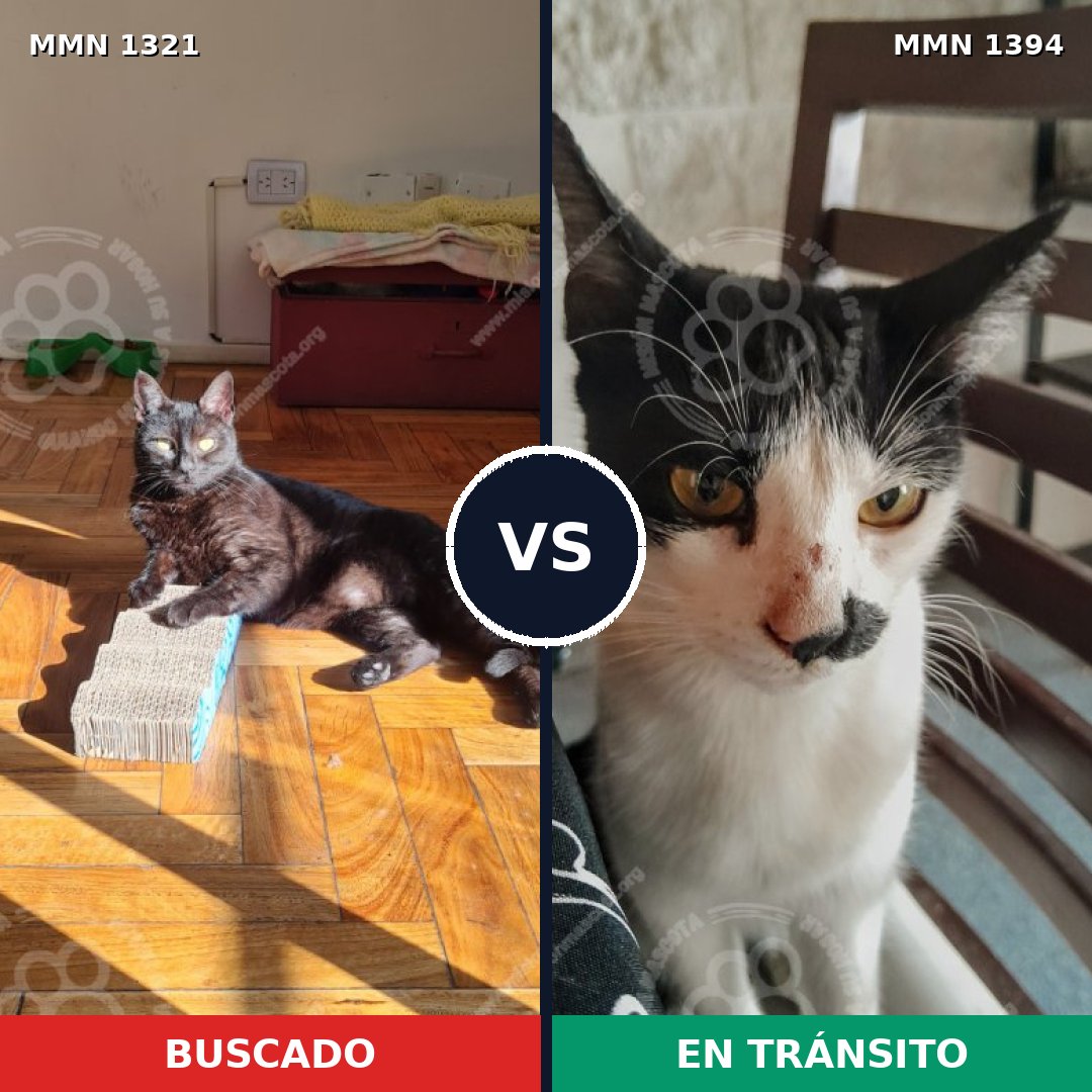 Comparativa MMS 27719: mascota perdida y mascota encontrada, 73% de similitud