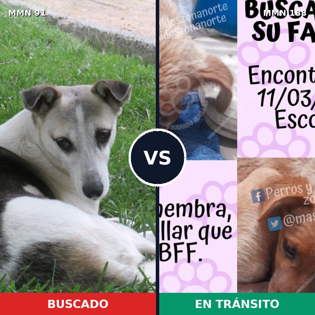 Comparativa MMS 2772: mascota perdida y mascota encontrada, 56% de similitud