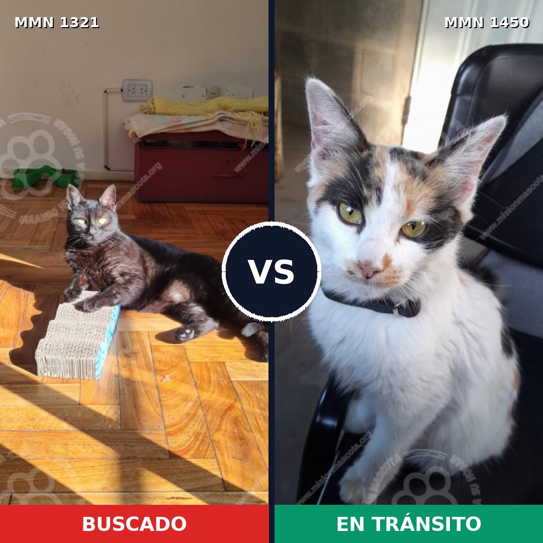 Comparativa MMS 27720: mascota perdida y mascota encontrada, 61% de similitud