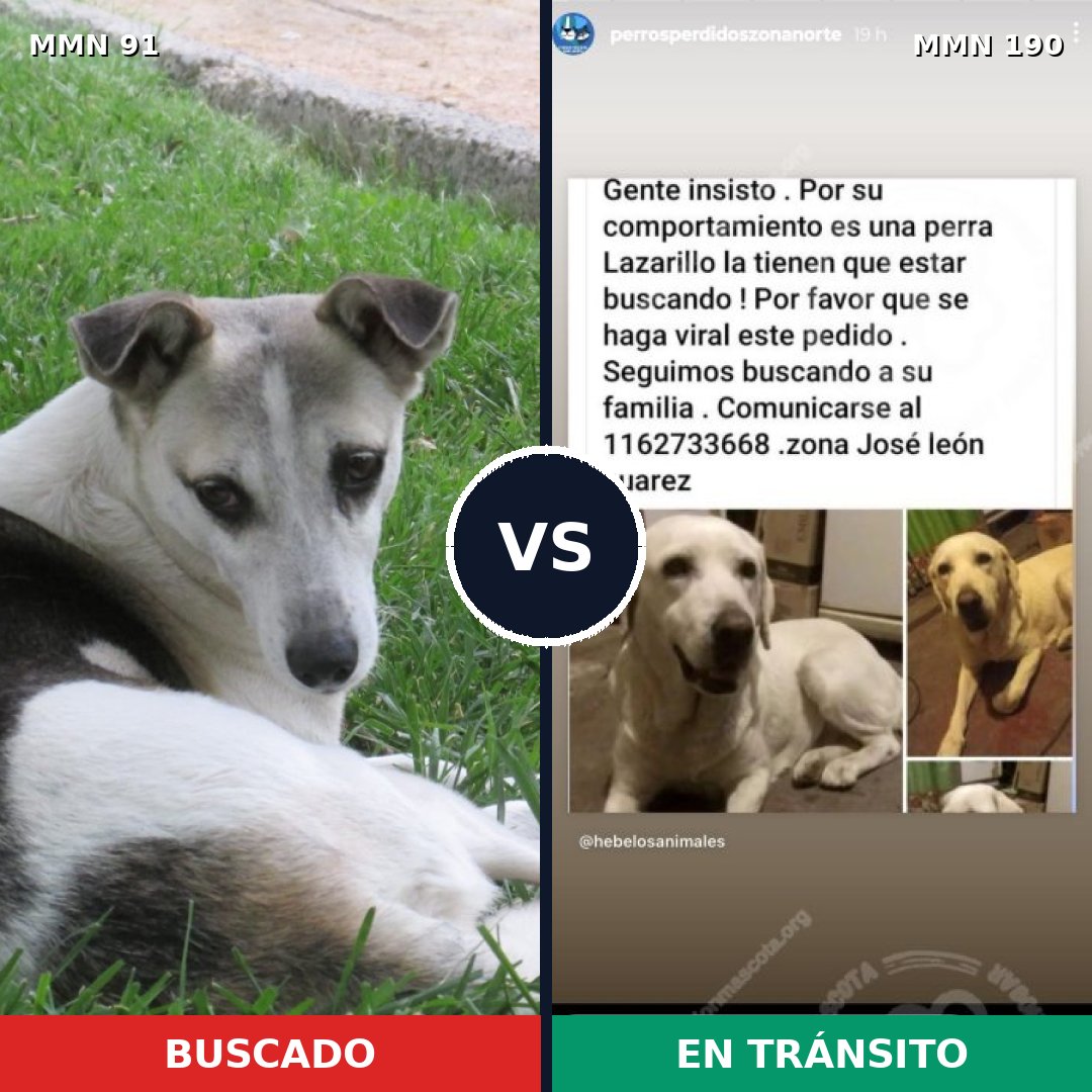 Comparativa MMS 2773: mascota perdida y mascota encontrada, 41% de similitud