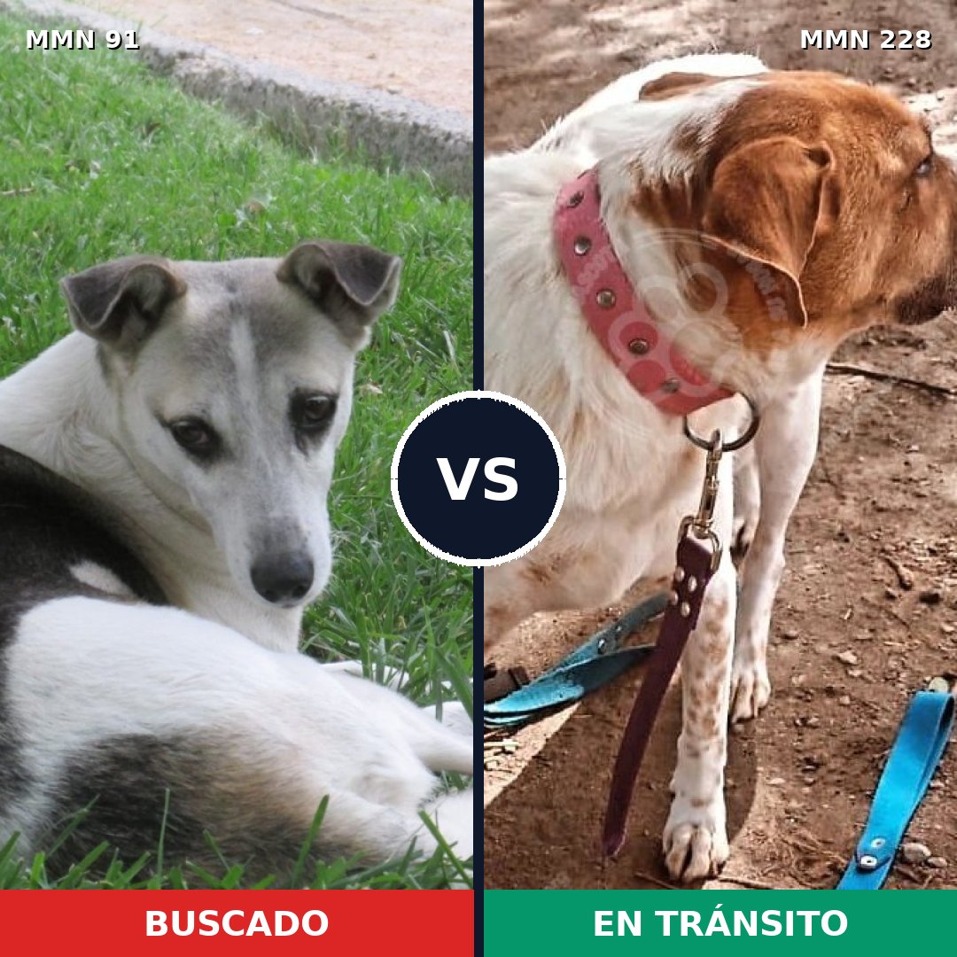 Comparativa MMS 2777: mascota perdida y mascota encontrada, 61% de similitud