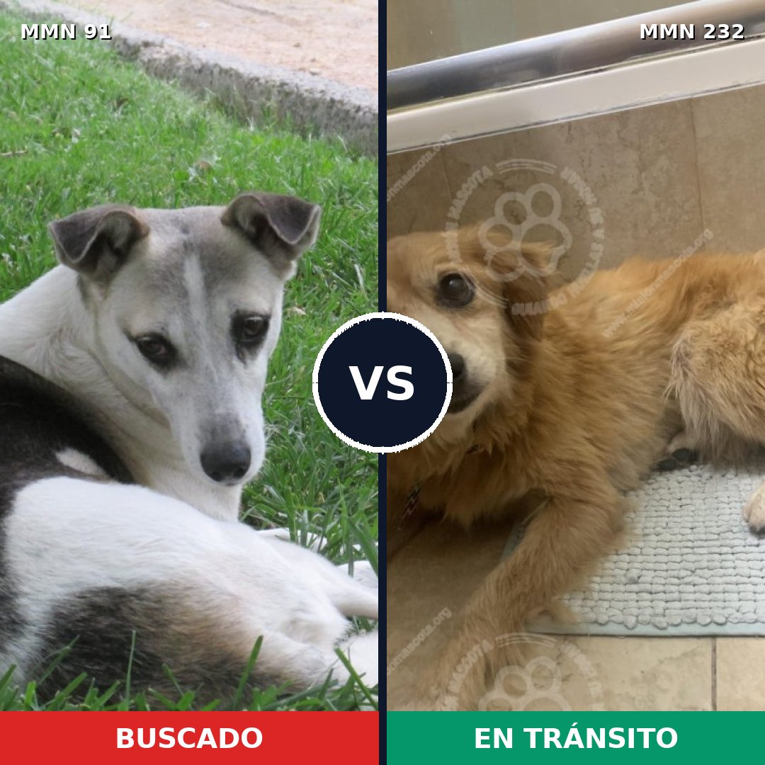 Comparativa MMS 2778: mascota perdida y mascota encontrada, 58% de similitud