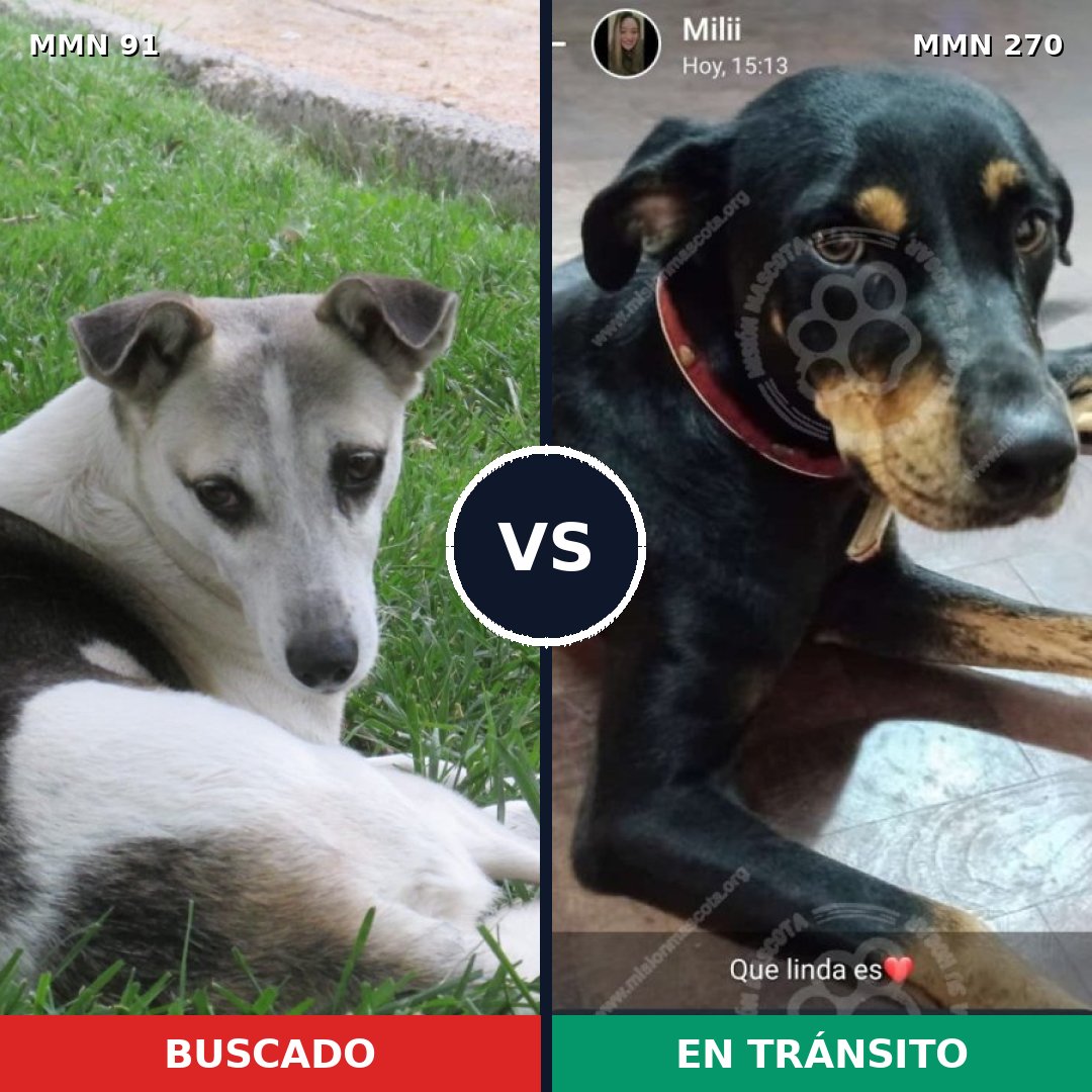 Comparativa MMS 2780: mascota perdida y mascota encontrada, 66% de similitud
