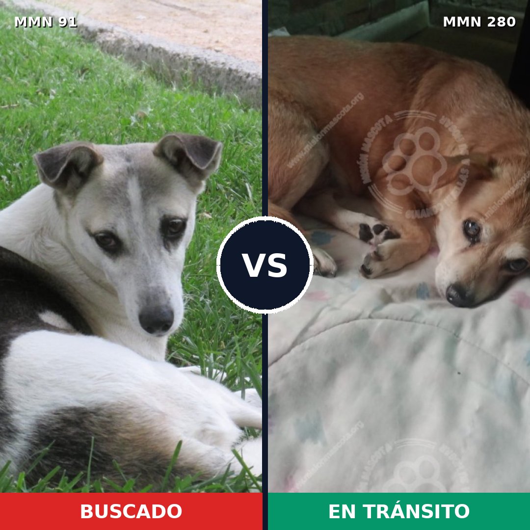 Comparativa MMS 2781: mascota perdida y mascota encontrada, 55% de similitud