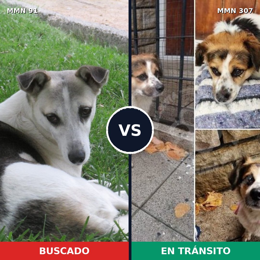 Comparativa MMS 2782: mascota perdida y mascota encontrada, 79% de similitud