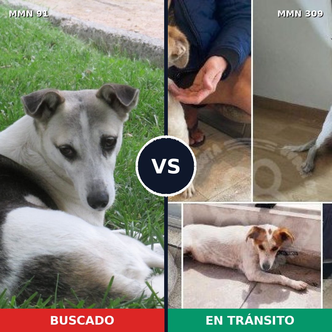 Comparativa MMS 2783: mascota perdida y mascota encontrada, 76% de similitud