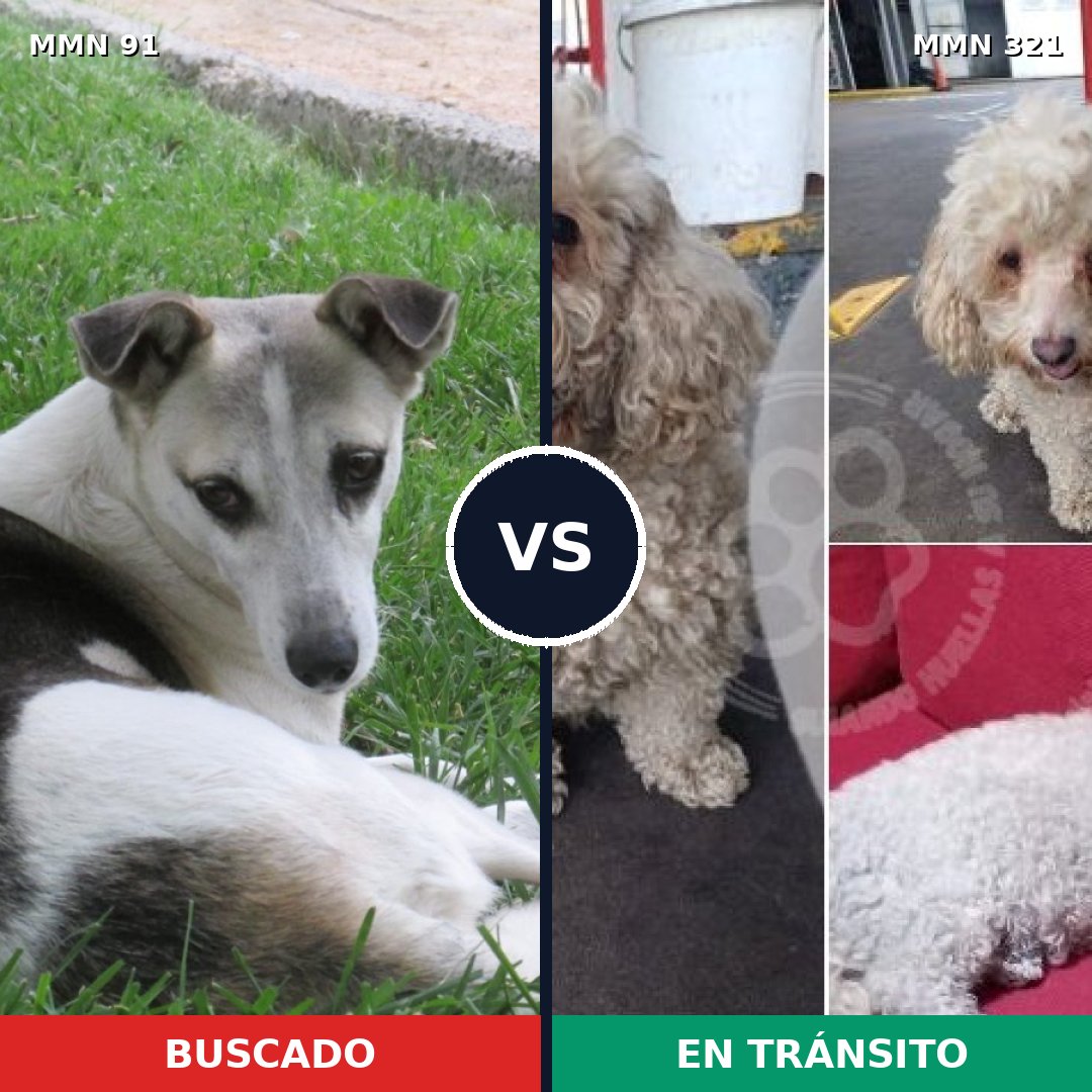 Comparativa MMS 2786: mascota perdida y mascota encontrada, 52% de similitud
