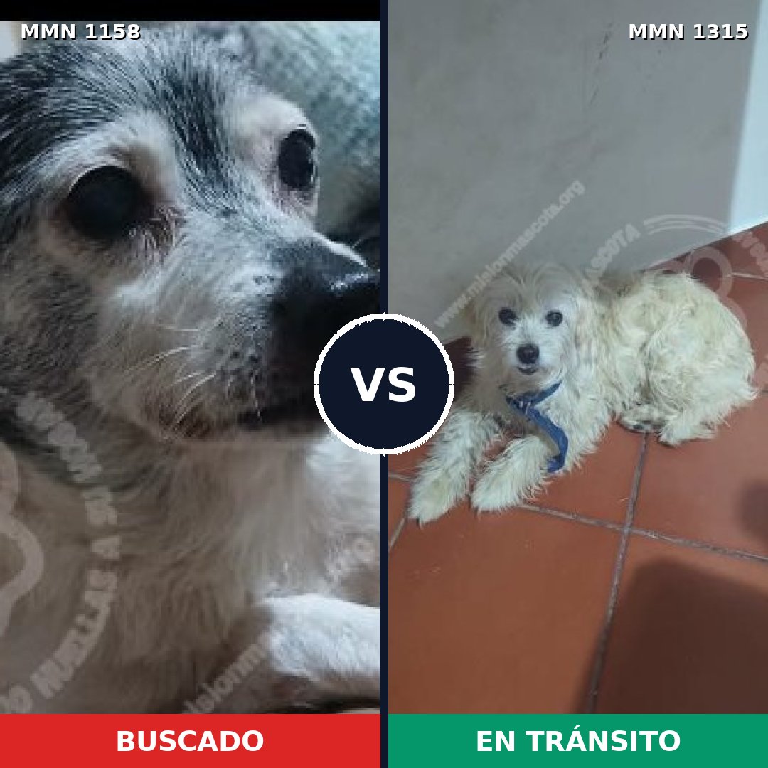 Comparativa MMS 27865: mascota perdida y mascota encontrada, 47% de similitud
