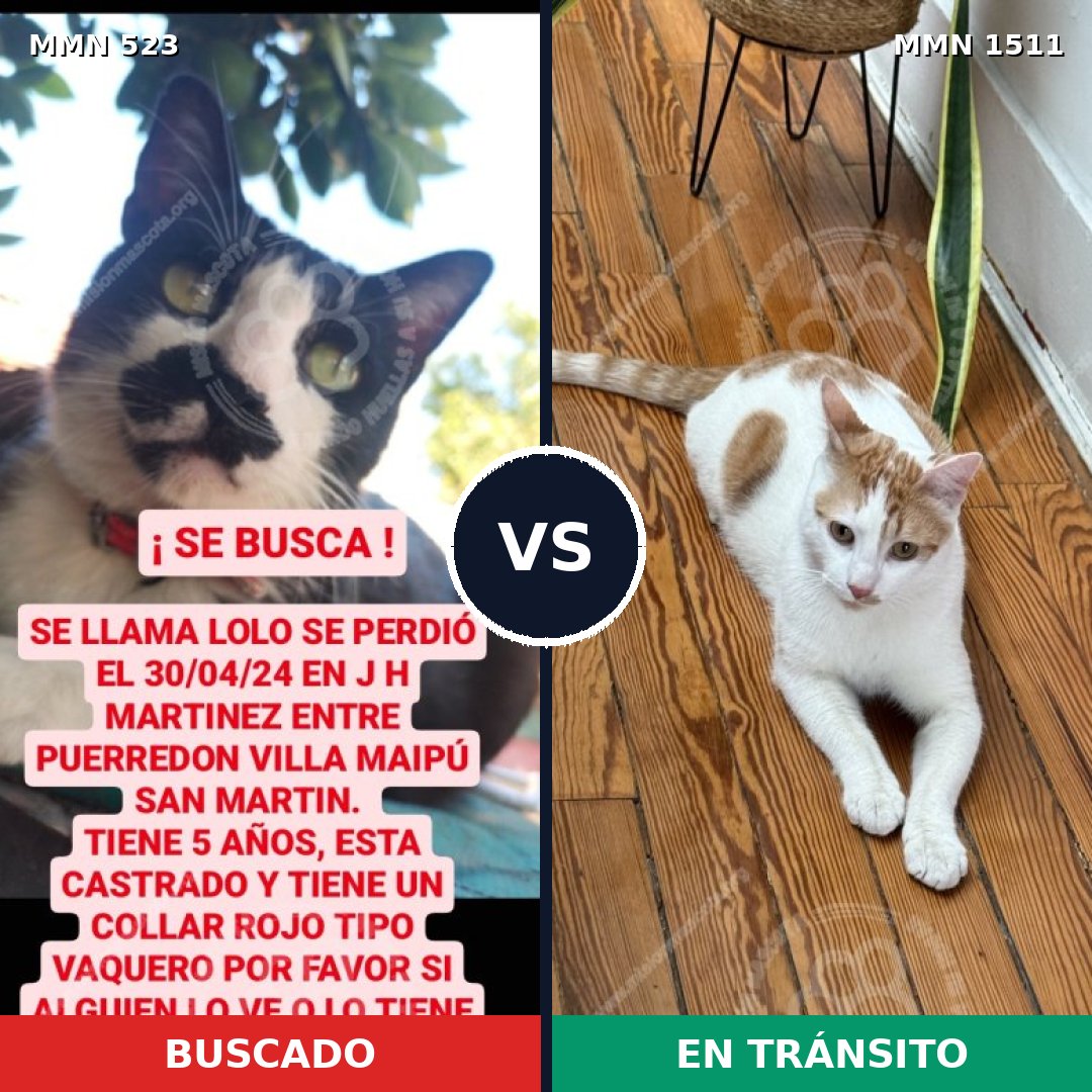 Comparativa MMS 27866: mascota perdida y mascota encontrada, 36% de similitud