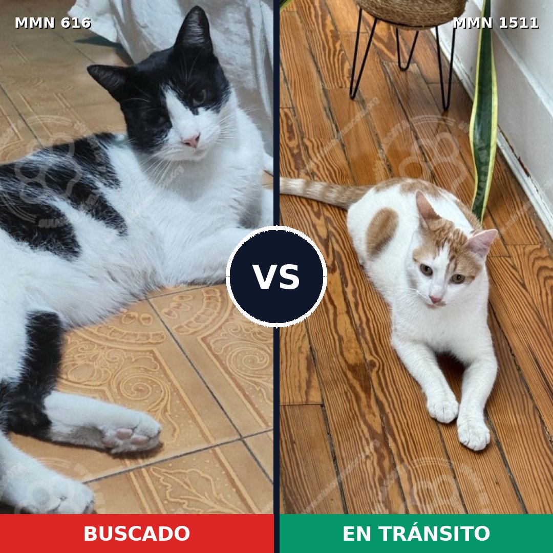 Comparativa MMS 27868: mascota perdida y mascota encontrada, 49% de similitud