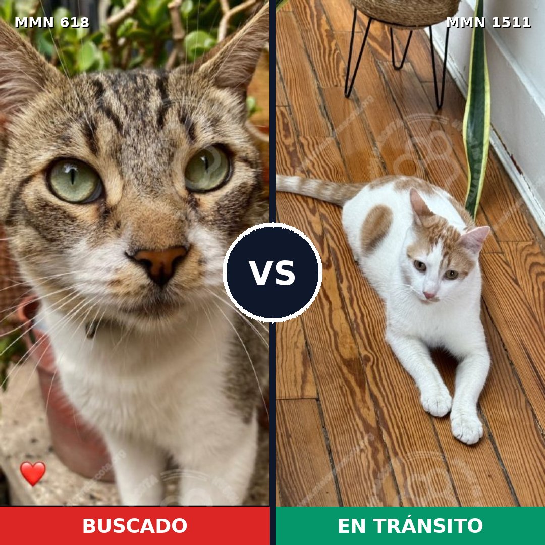 Comparativa MMS 27869: mascota perdida y mascota encontrada, 33% de similitud