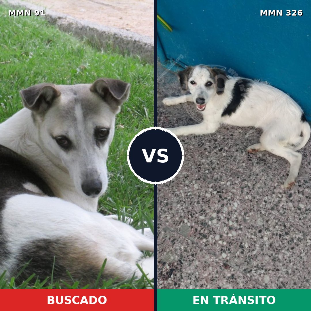 Comparativa MMS 2787: mascota perdida y mascota encontrada, 86% de similitud