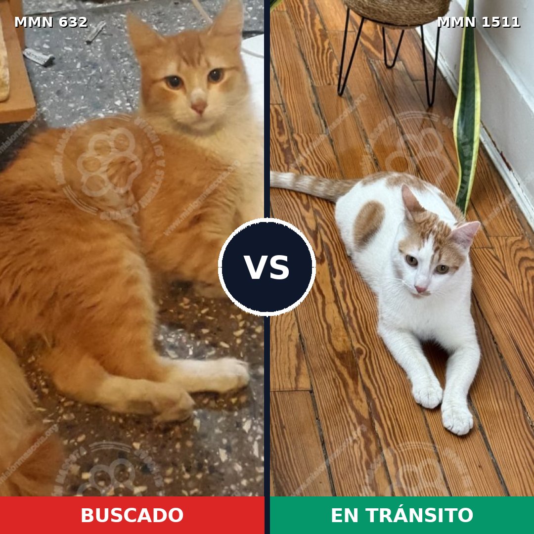 Comparativa MMS 27870: mascota perdida y mascota encontrada, 45% de similitud