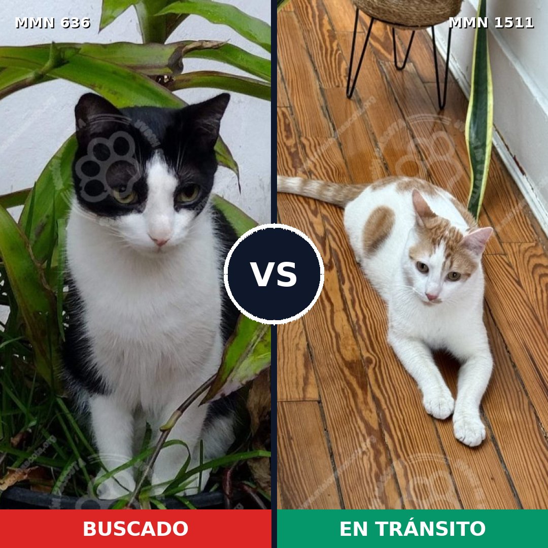 Comparativa MMS 27871: mascota perdida y mascota encontrada, 45% de similitud