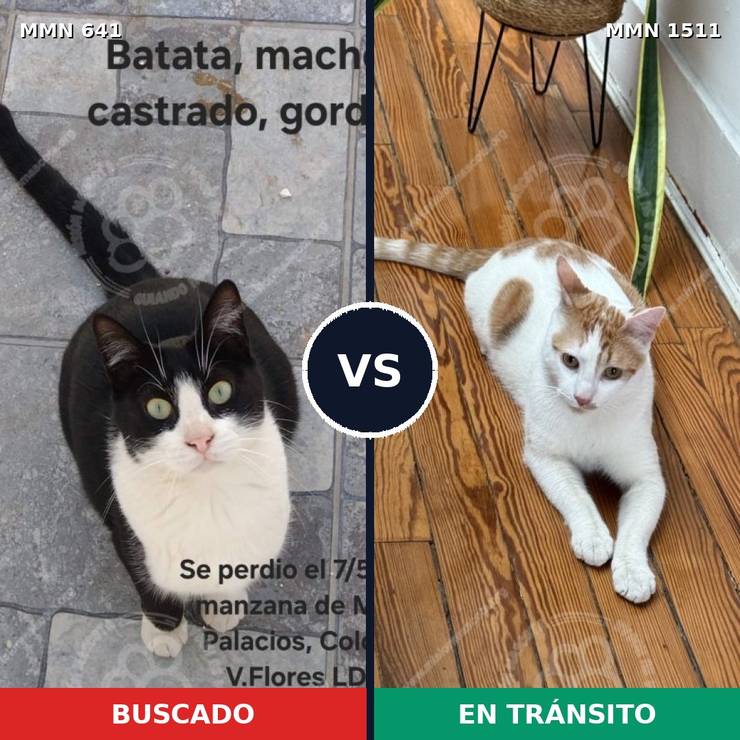 Comparativa MMS 27872: mascota perdida y mascota encontrada, 46% de similitud