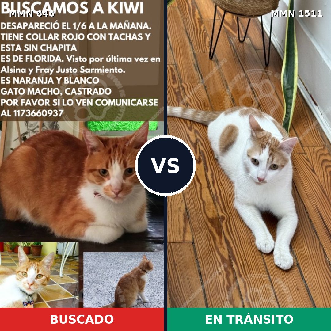 Comparativa MMS 27874: mascota perdida y mascota encontrada, 45% de similitud