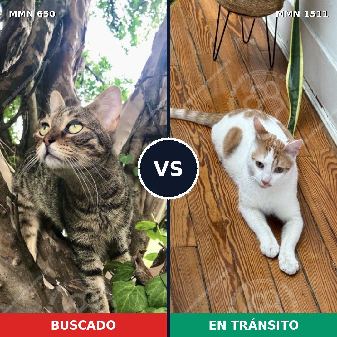 Comparativa MMS 27875: mascota perdida y mascota encontrada, 33% de similitud