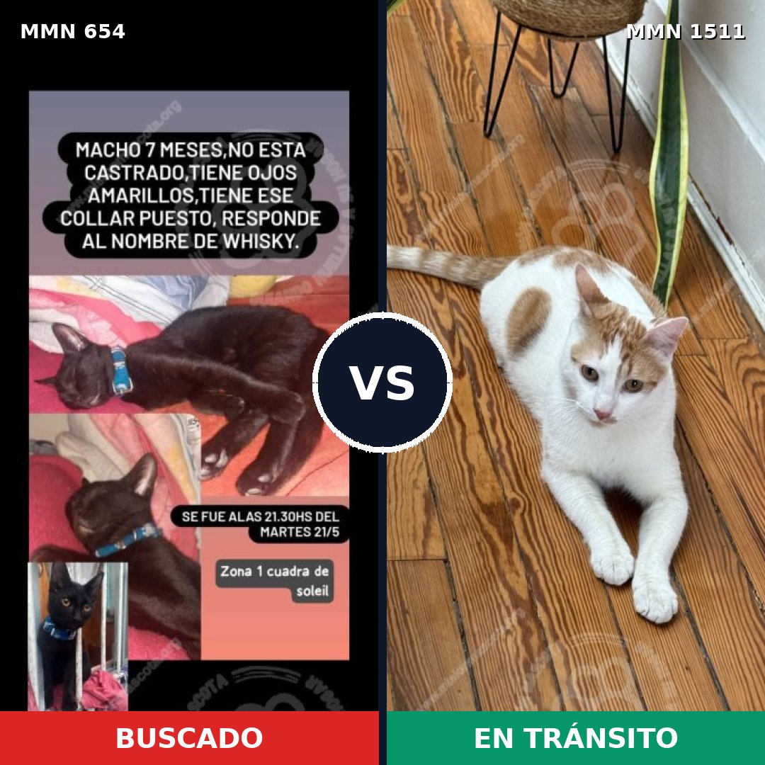 Comparativa MMS 27876: mascota perdida y mascota encontrada, 42% de similitud