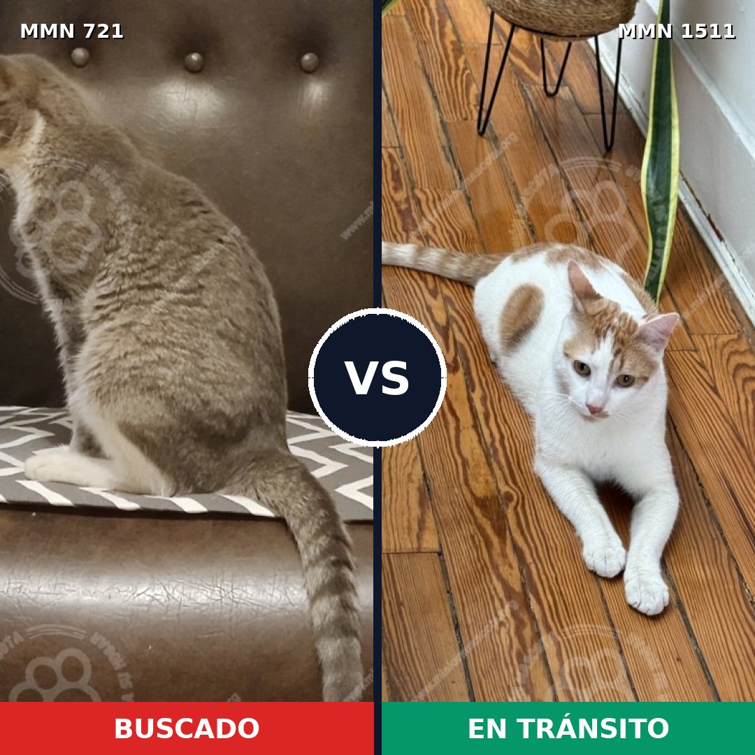 Comparativa MMS 27877: mascota perdida y mascota encontrada, 46% de similitud