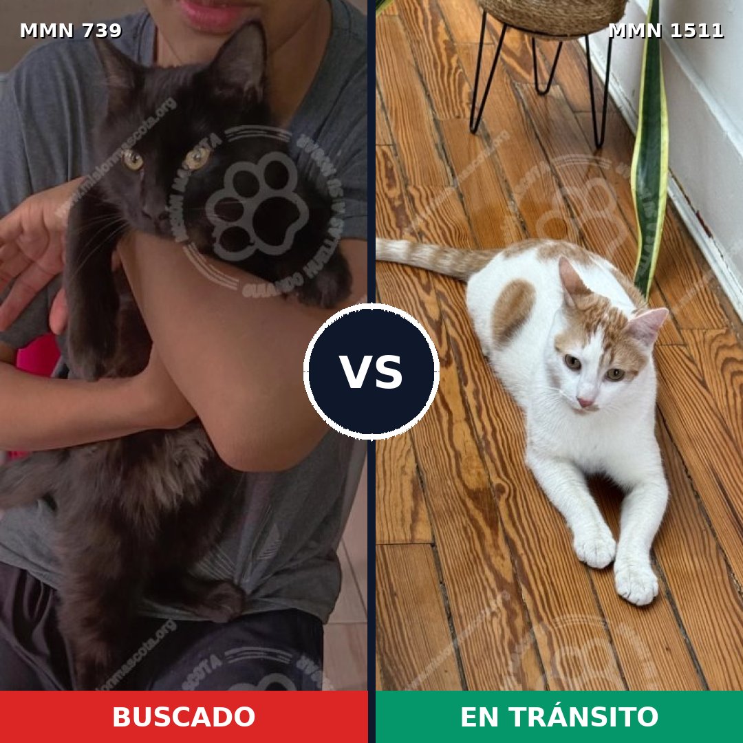 Comparativa MMS 27879: mascota perdida y mascota encontrada, 35% de similitud