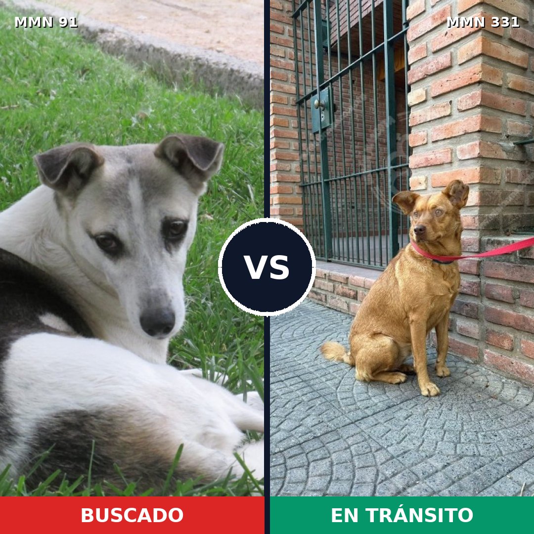 Comparativa MMS 2788: mascota perdida y mascota encontrada, 68% de similitud