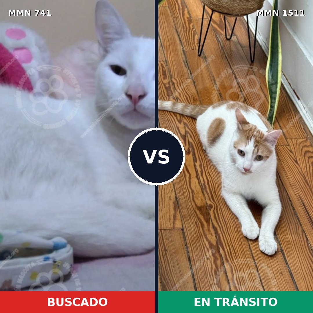 Comparativa MMS 27880: mascota perdida y mascota encontrada, 48% de similitud