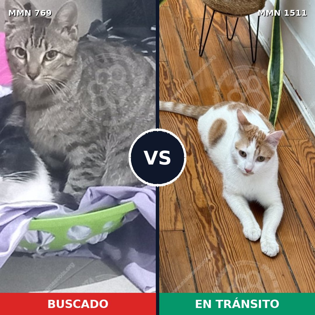 Comparativa MMS 27881: mascota perdida y mascota encontrada, 43% de similitud