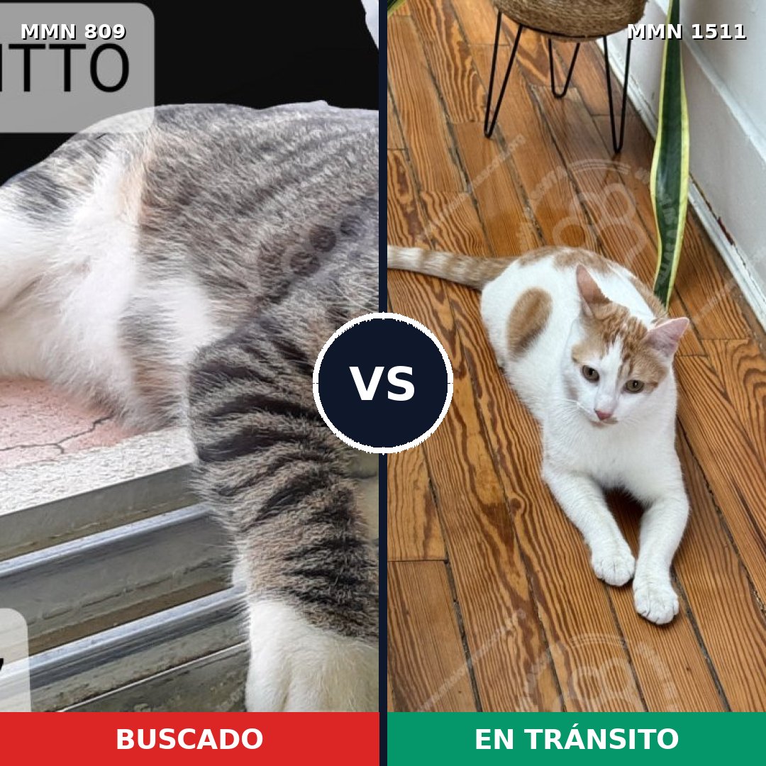Comparativa MMS 27883: mascota perdida y mascota encontrada, 56% de similitud