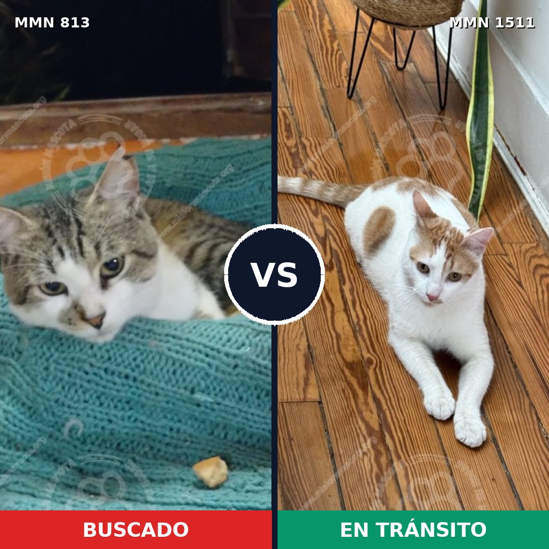 Comparativa MMS 27884: mascota perdida y mascota encontrada, 51% de similitud