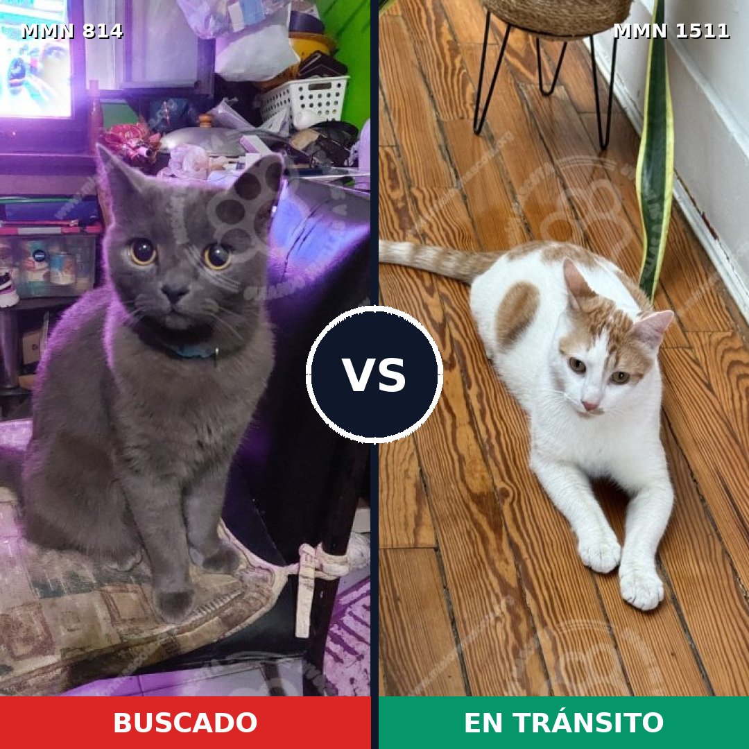 Comparativa MMS 27885: mascota perdida y mascota encontrada, 40% de similitud