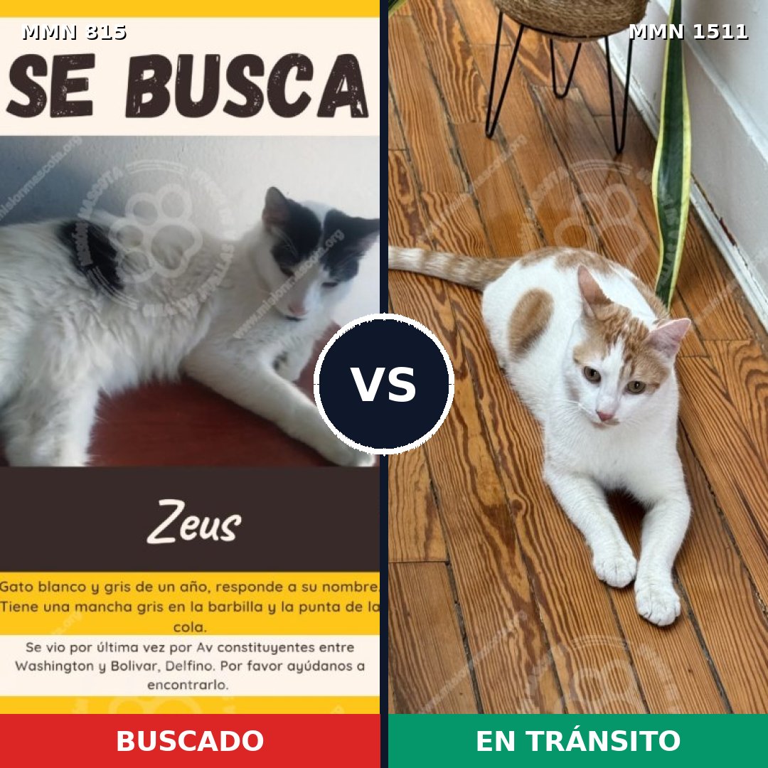 Comparativa MMS 27886: mascota perdida y mascota encontrada, 61% de similitud