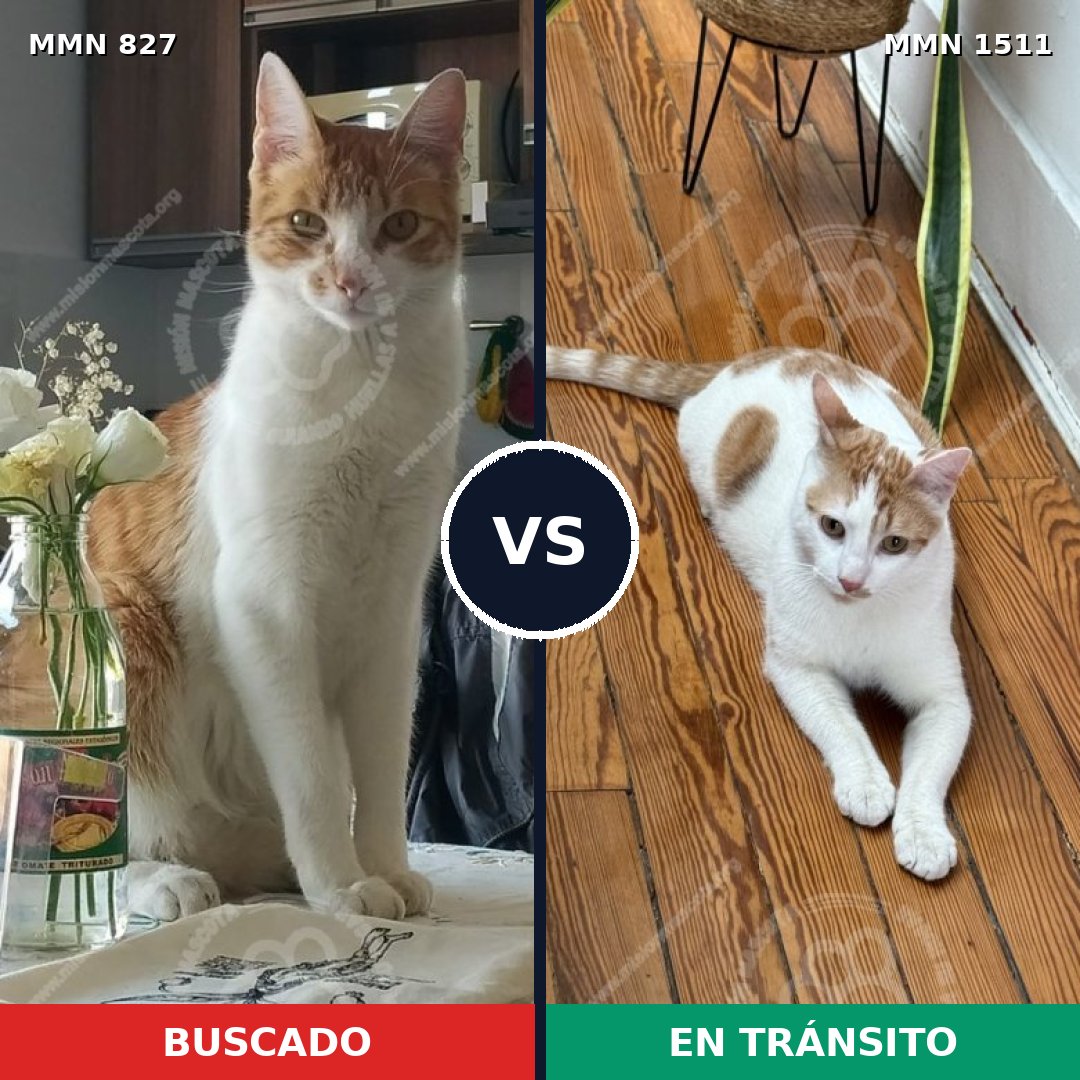 Comparativa MMS 27887: mascota perdida y mascota encontrada, 37% de similitud