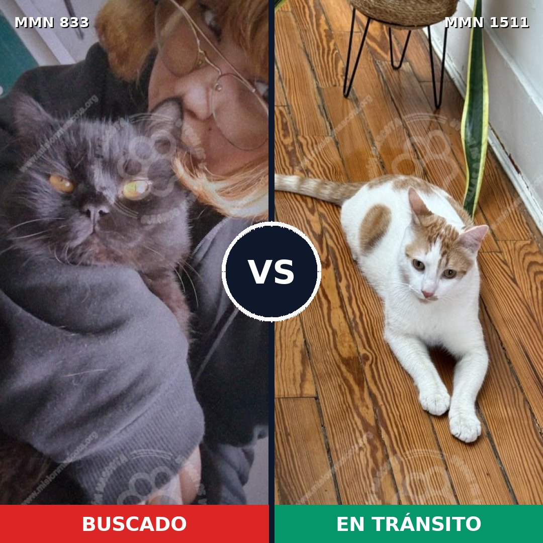 Comparativa MMS 27888: mascota perdida y mascota encontrada, 50% de similitud