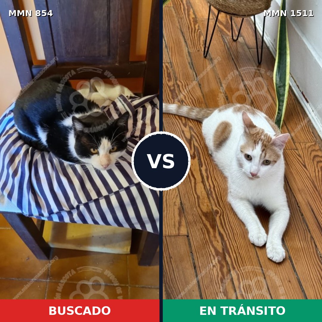 Comparativa MMS 27889: mascota perdida y mascota encontrada, 59% de similitud