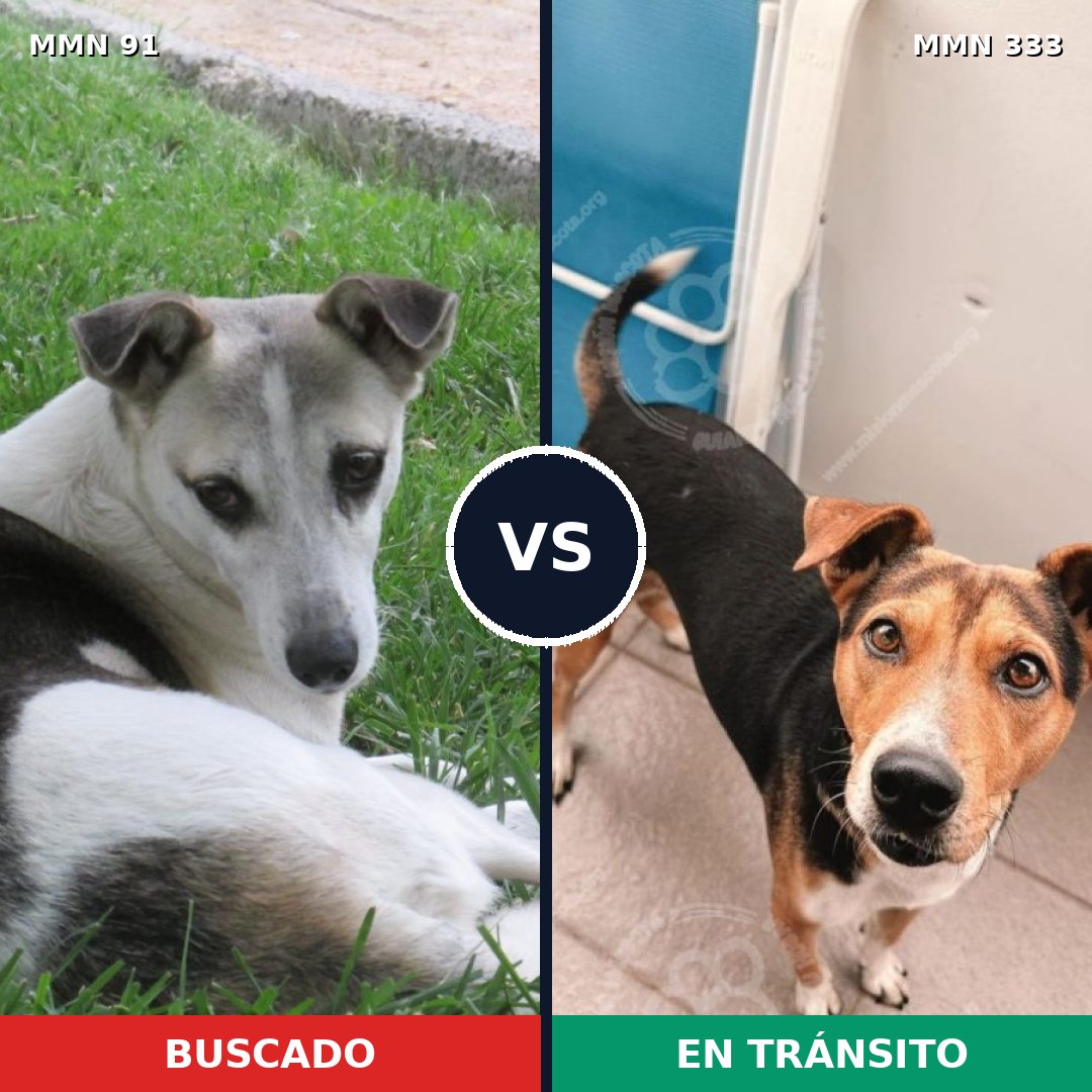 Comparativa MMS 2789: mascota perdida y mascota encontrada, 74% de similitud